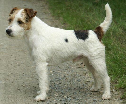 CH. Grizzly De la forge saint eloi