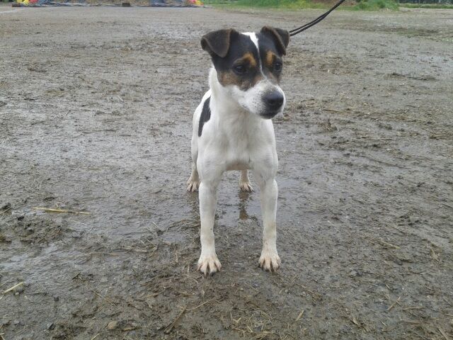 Foxwarren Lynton sally
