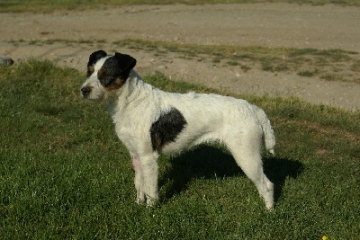 d'Ar Dervenn - Terrier Naturel Blaireau